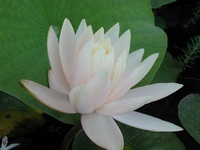 ������� ����� ���